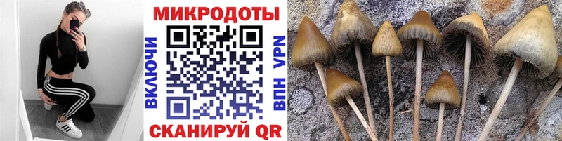 магазин продажи наркотиков  Бахчисарай  Галлюциногенные грибы Psilocybine cubensis 